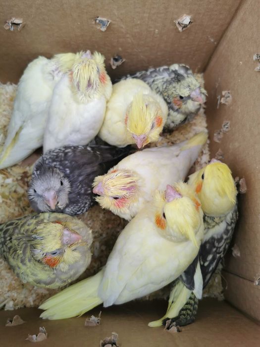 Roseicollis domésticados /Agraponis selvagem