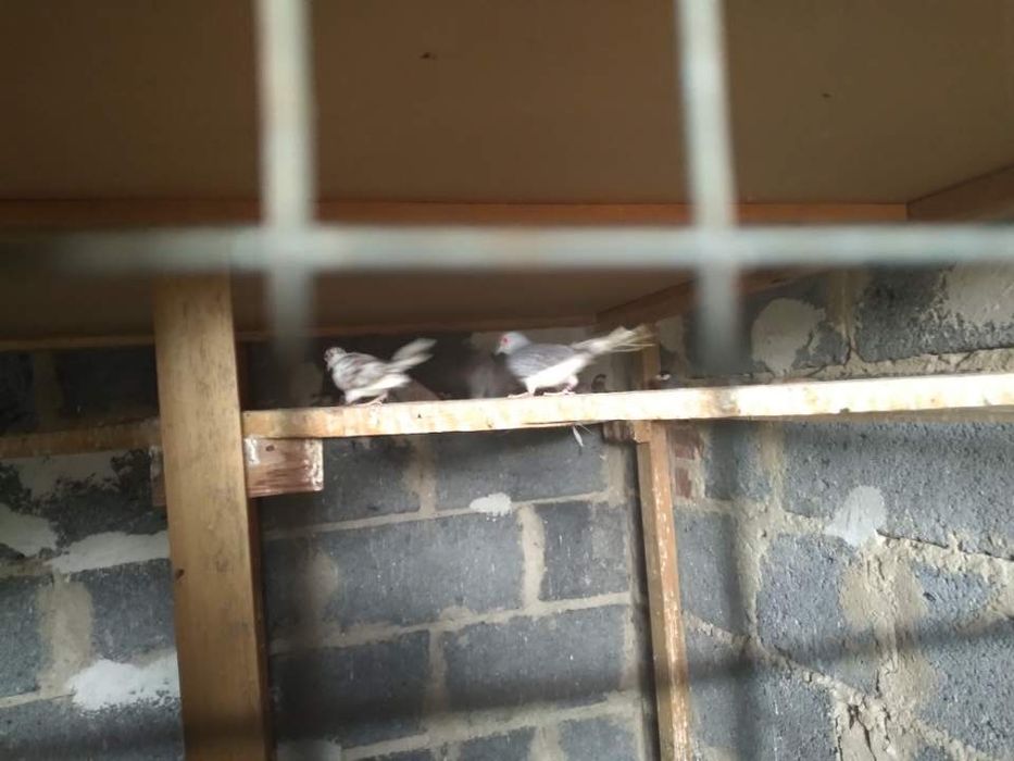 Golabki diamentowe wysyłka