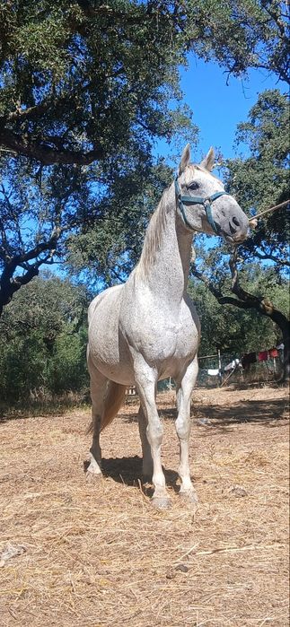 Cavalo cruzado Português