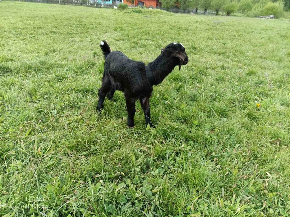 Продам кізочку англо-нубійська