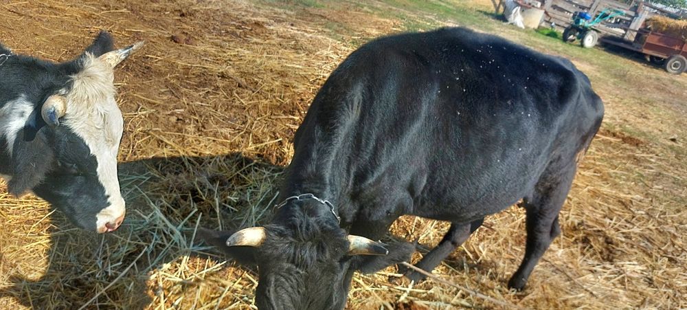 Продам молодое стадо тельных коров и тёлок.