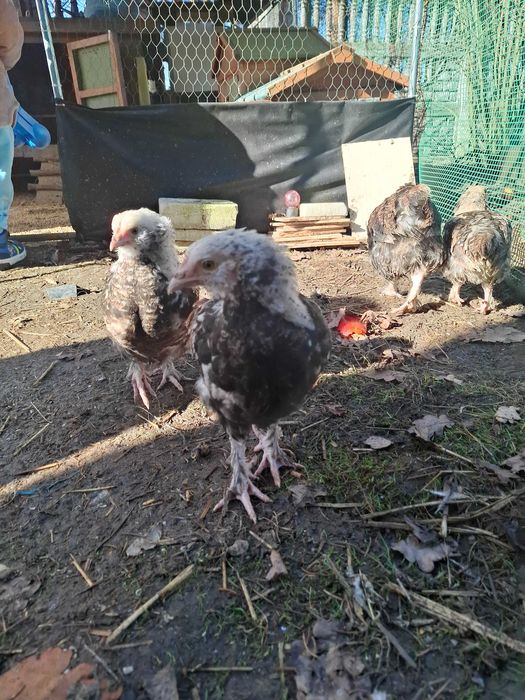 Kogut faverolla łososiowa