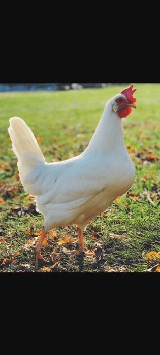 Kury nioski, kury, Rossa, Sonia, leghorn, tęczanka, messa, sussex