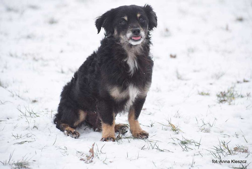 Rej pilnie szuka domu