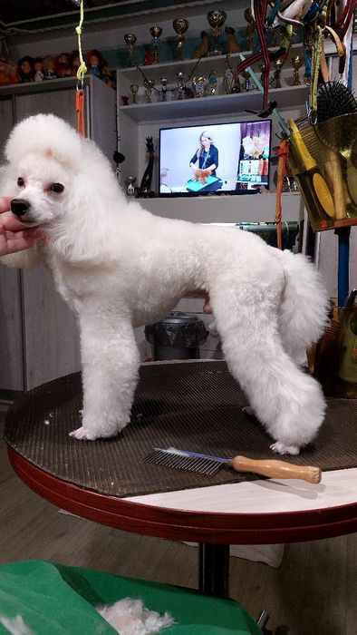 Кобель для вязки