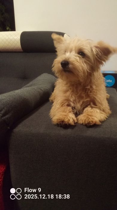 Szczeniaczek Westiepoo 2x zaszczepiony