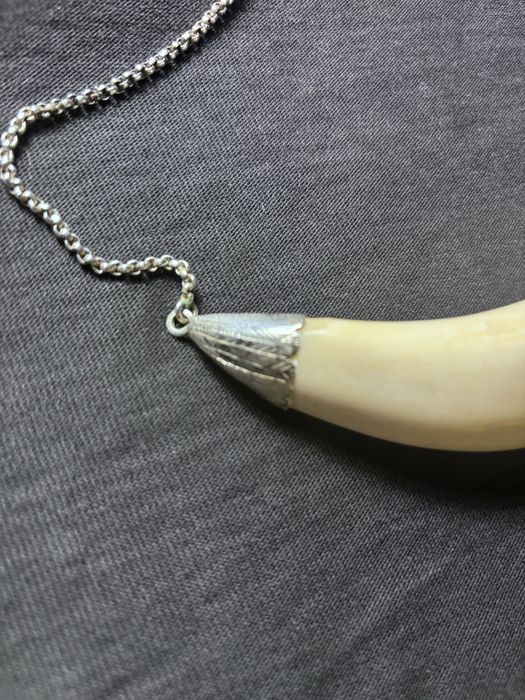 Dente de baleia/cachalote dos Açores (anos 80)