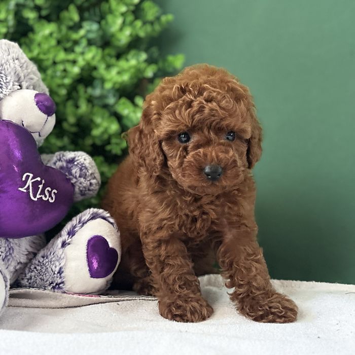 ляльковий хлопчик у забарвленні Red Braun