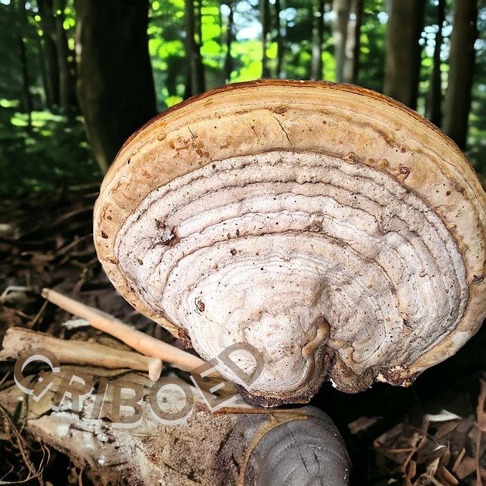 Трутовик СПРАВЖНІЙ - ЗДОРОВ'Я ВІД ПРИРОДИ! Сухий, мелений. 100 грам.