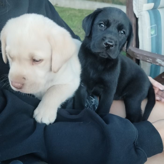 Labrador retriever szczeniaczki