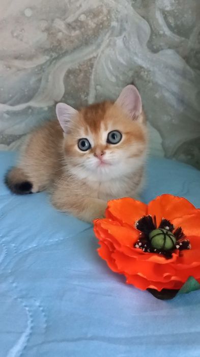 золота шиншила котики