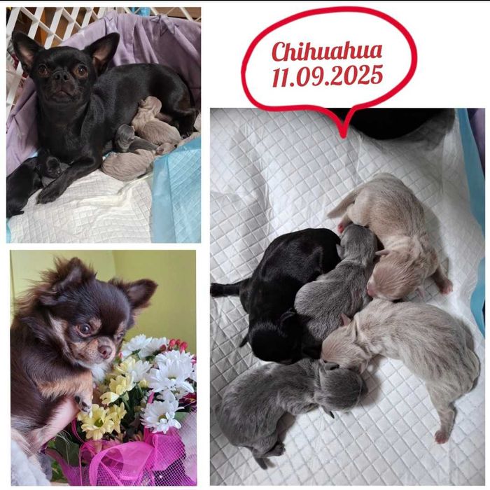 Szczeniak chihuahua klasy wystawowej gotowy do odbioru czarny Zorro.