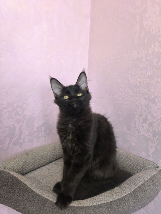 Мейн кун киця чистокровна