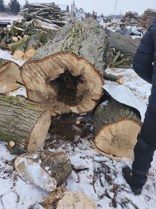 Sprzedam  lipę na plastry