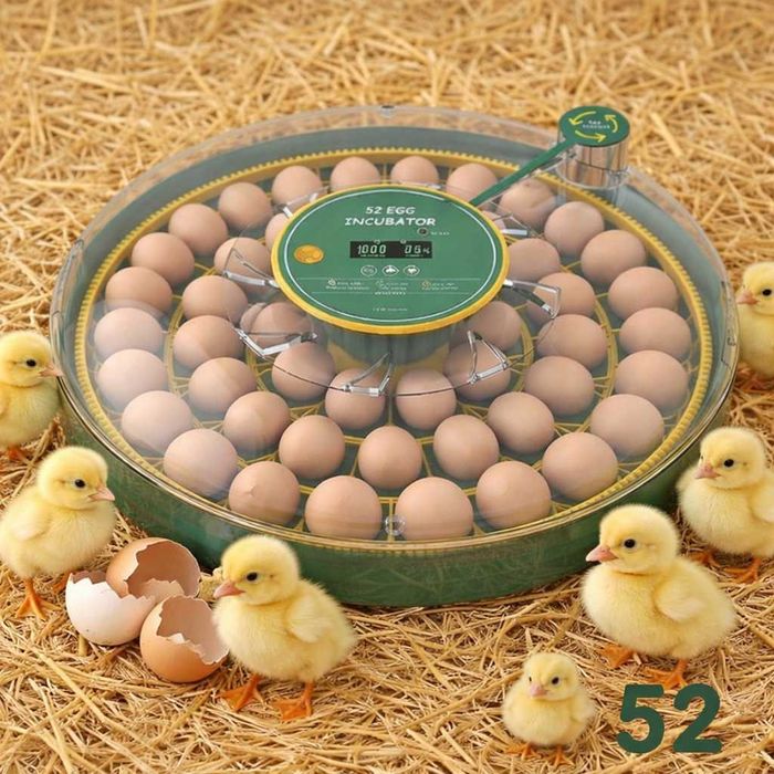 Inkubator do jaj automatyczny z wyświetlaczem wilgotności OVOstart 52