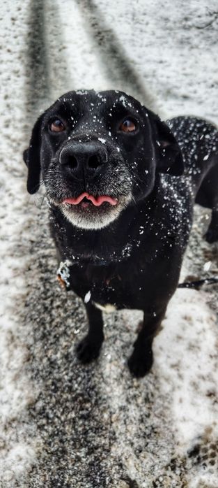 Łagodny, grzeczny Leo szuka domu