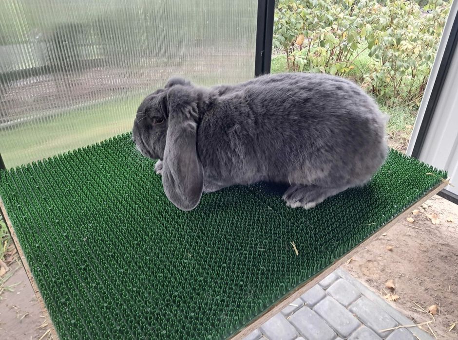 Samiec Baran Francuski Niebieski