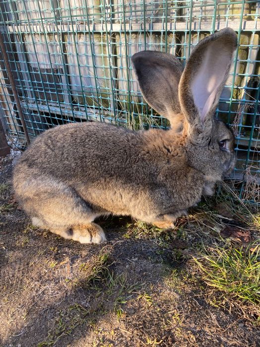 Samiec Olbrzym Belgijski
