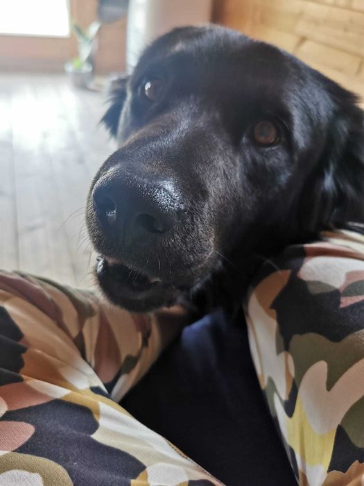 Adoção cão e gato