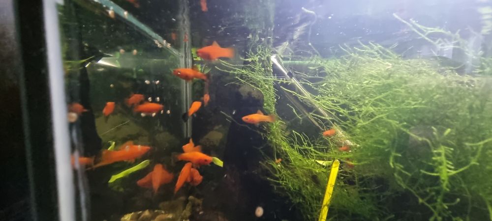 Peixes Espada Cor de Laranja