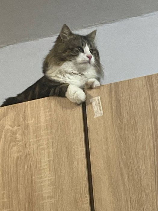 отдам котика в хорошие руки