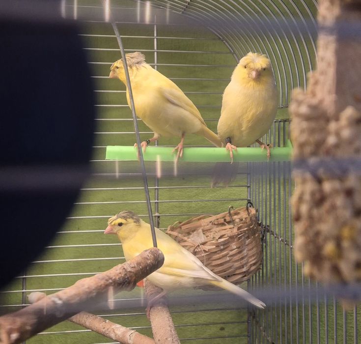 Kanarki samice i samce