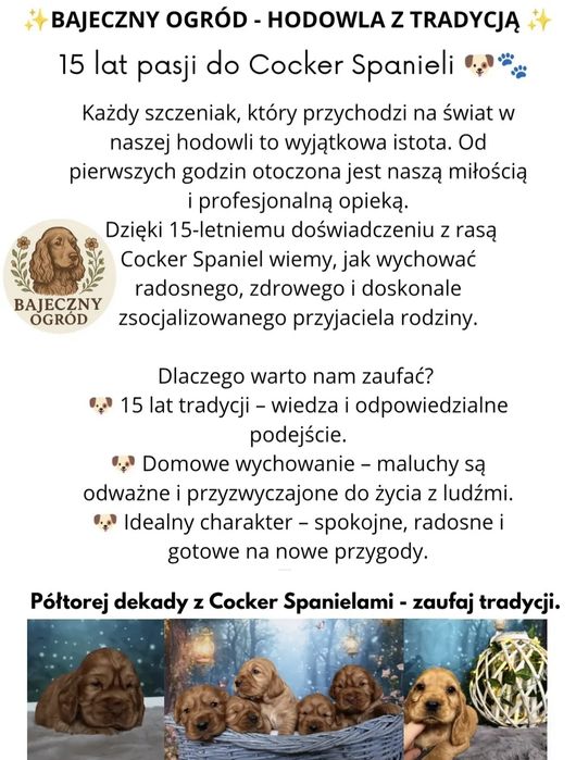 Cocker Spaniel Angielski piękny piesek hodowla jednorasowa