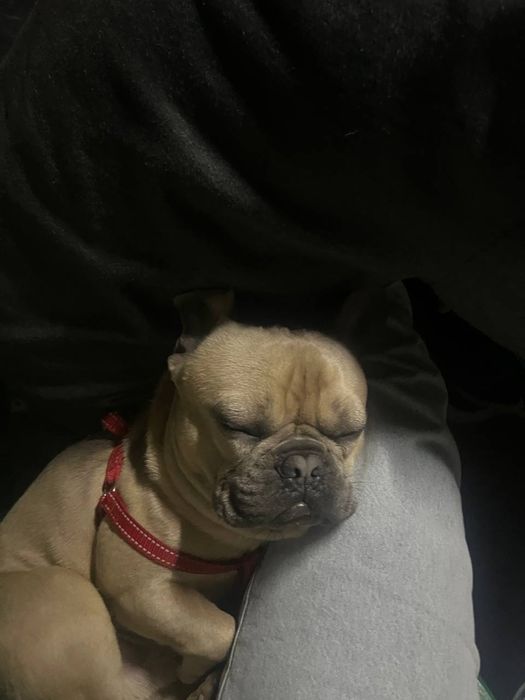 Вязка французкий бульдог