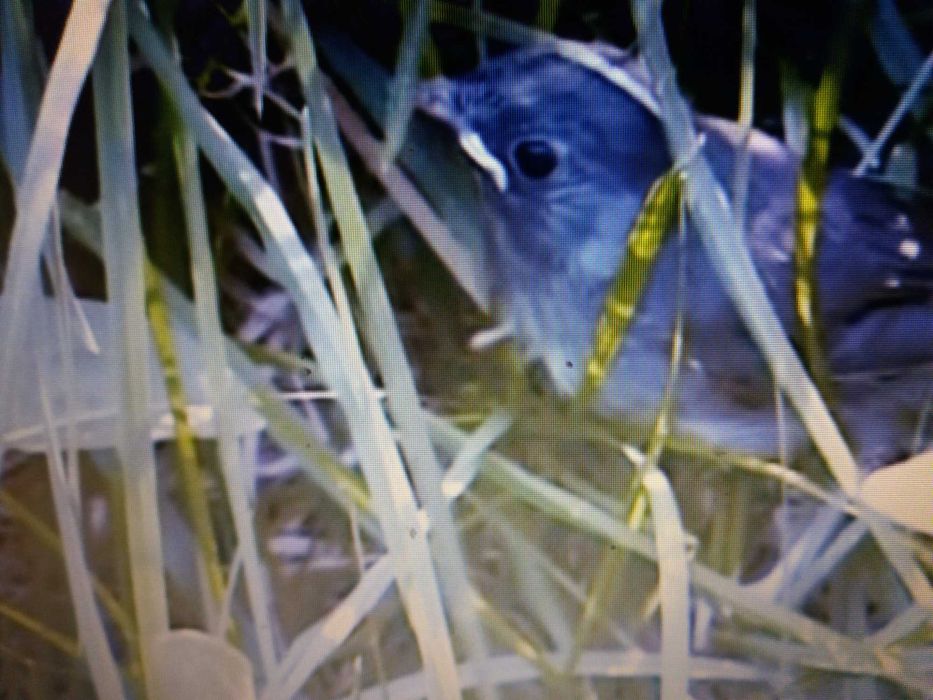 Casal de  aves anilhadas 2024/2025 Outras aves