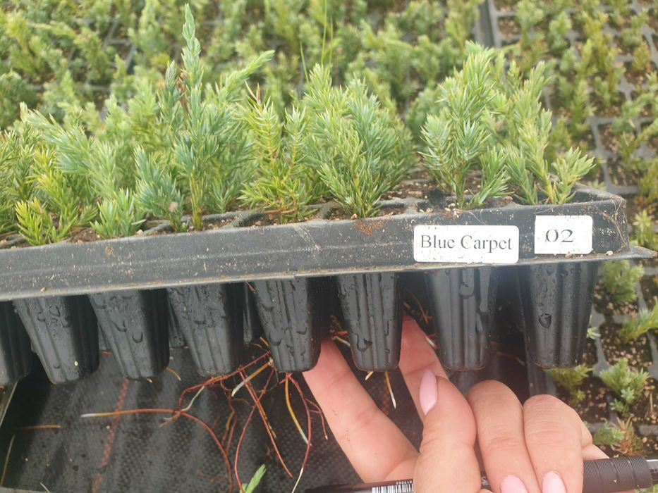 Jałowiec płożący Blue Carpet