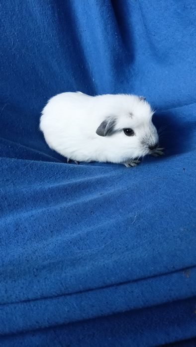 Питомник морских свинок