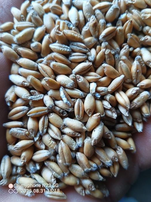 Pszenżyto belcanto po centrali