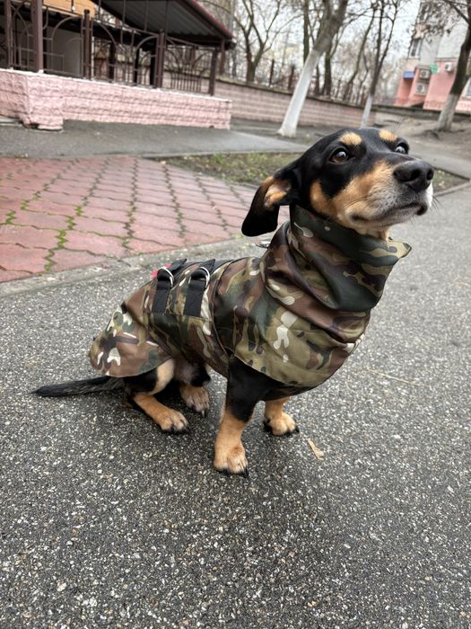Вʼязка, шукаємо дівчинку таксу