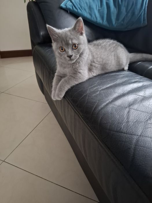 Sprzedam kotki brytyjskie