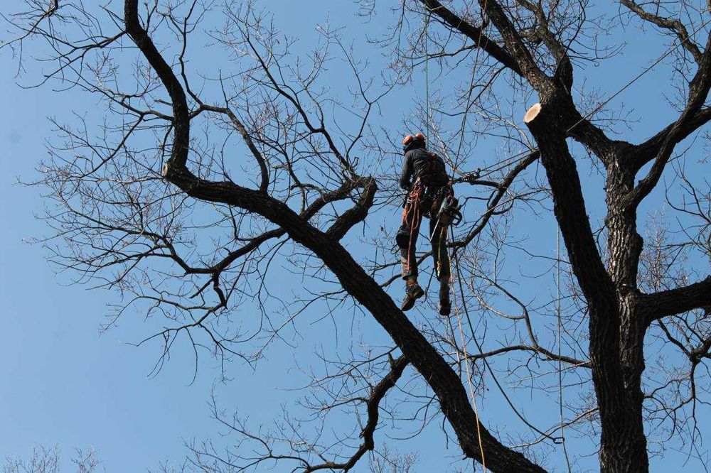Спил дерев|Зрізання дерев|Корчування пнів|Видалення дерев|Обрізка саду