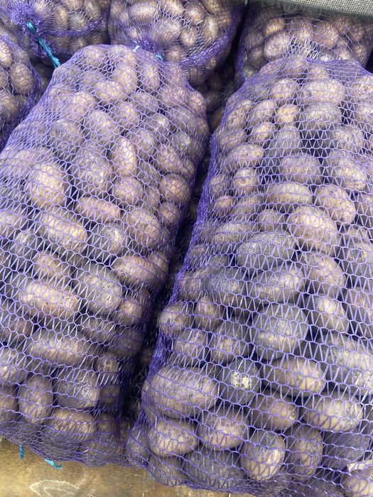 Насінева картопля різних сортів опт