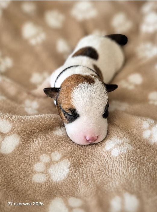 Jack Russell Terrier ZKwP gładkowłose szczenięta