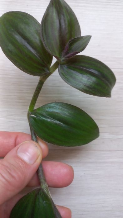 Традесканції різні