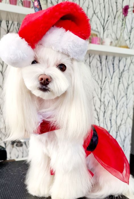 Dog's Paradise Groomer, fryzjer dla psów, Psi fryzjer, strzyżenie psów