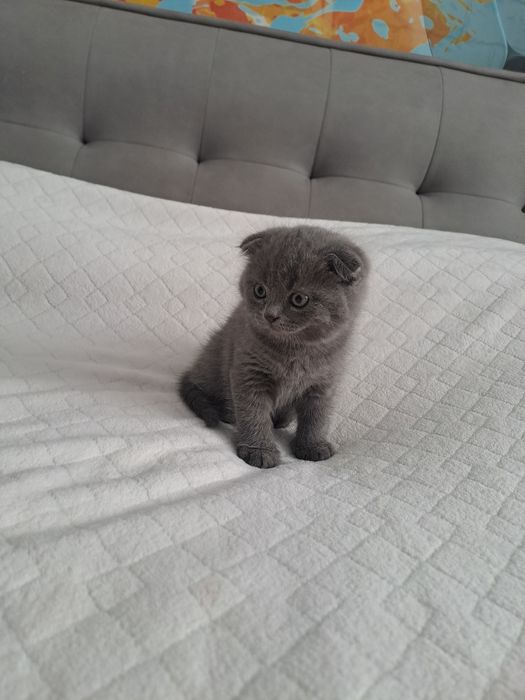 Шотландський котик