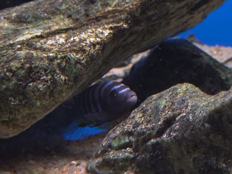 Cynotilapia sp. Ndumbi/Pyszczaki Malawi