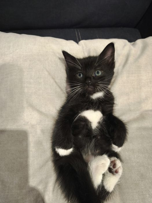 Котенок мальчик чёрно-белый 1 месяц  кошеня кошенятко