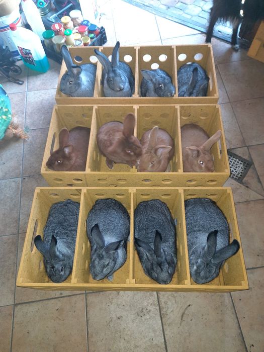 Królik Burgundzki Szynszyl Wielki Rodowód