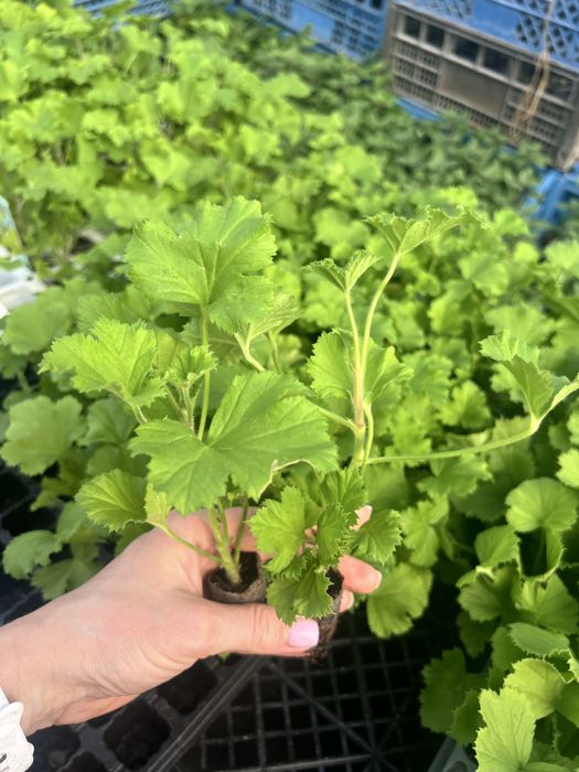 Пеларгонія королівська вкорінені живці в торфотаблетках