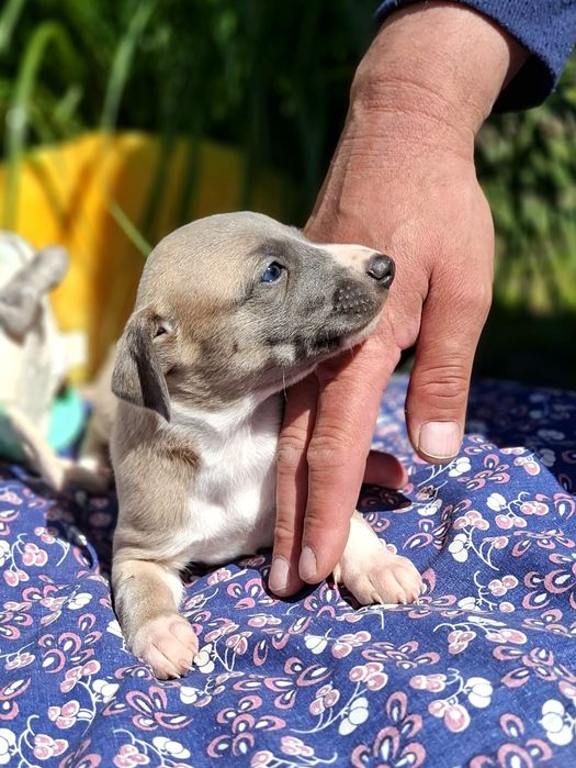 Chart angielski whippet pies Ziggy Zoom