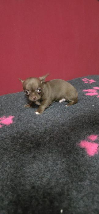 Chihuahua mini cabeça de maça