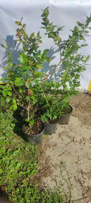 Borówka Amerykańska sadzonki 70-80cm owocujące okazja!