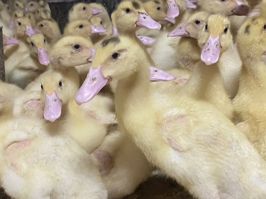 Kaczka Mulard (Kaczo-Gęś) 3 tyg ! Odbiór osobisty oraz dowóz!