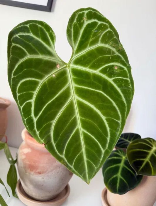 Anthurium Regale - Planta de interior