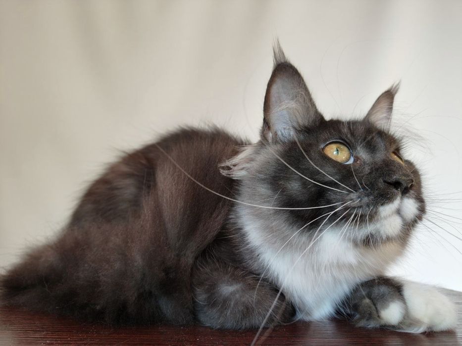 Мейн-кун дівчинка полідакт